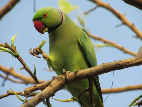 Alexandrine Parakeet for sale