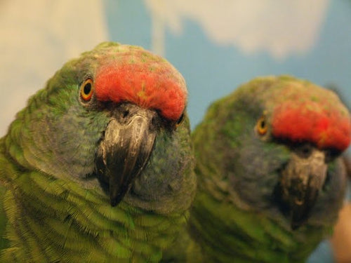 Amazona Bodini parrot for sale