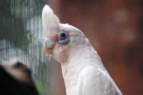 Bare-Eyed Cockatoo for sale