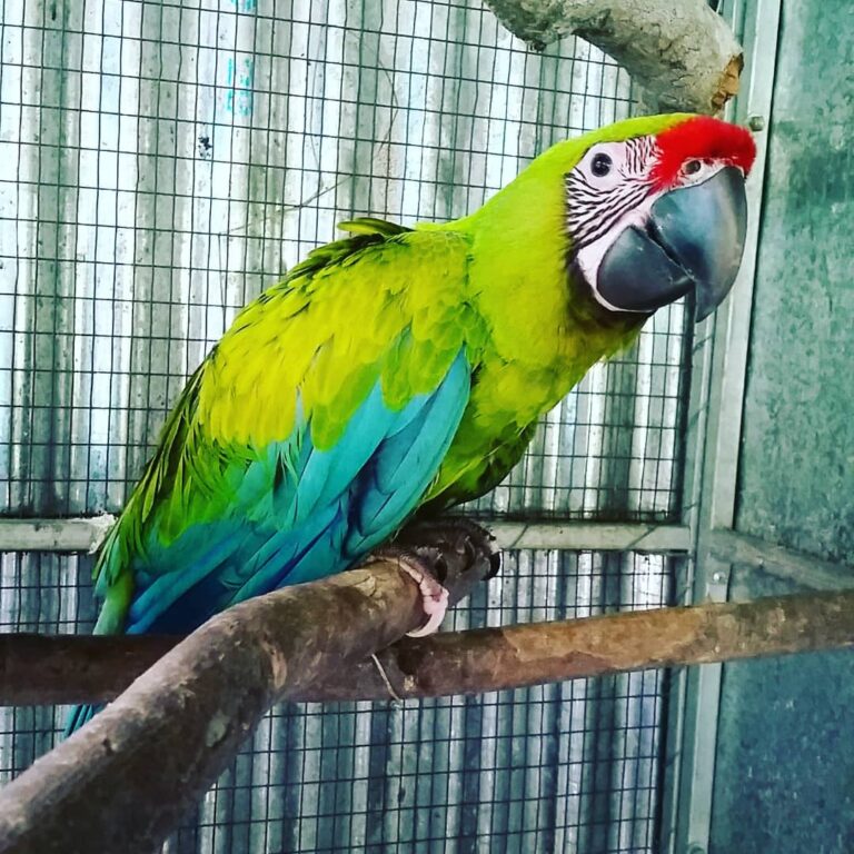 Great Green Macaw for Sale