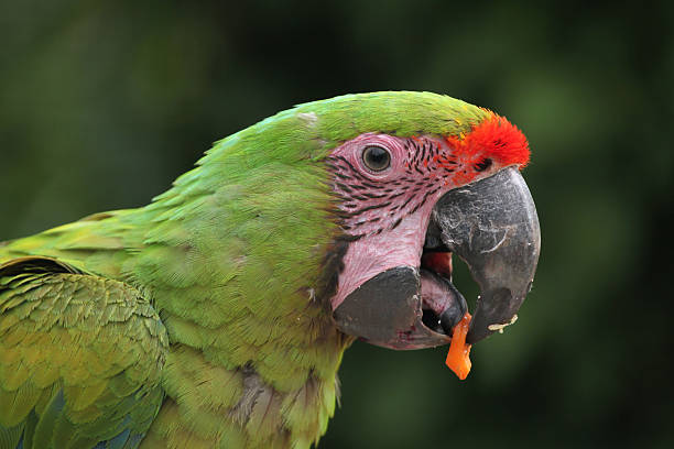 Great Green Macaw for Sale