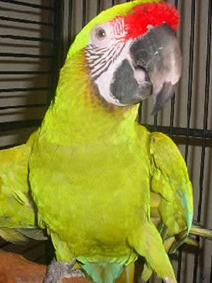 Great Green Macaw for Sale