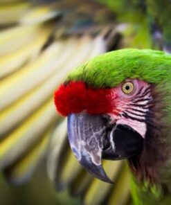 Green-Winged Macaw Parrots for Sale
