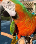 Green-Winged Macaw Parrots for Sale