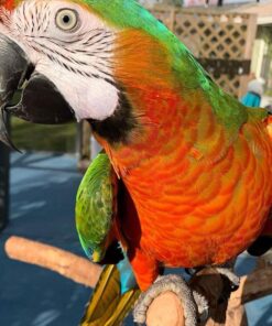 Green-Winged Macaw Parrots for Sale