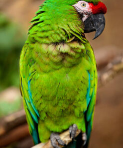 Green-Winged Macaw Parrots for Sale