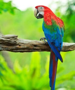 Hahn’s Macaw for Sale