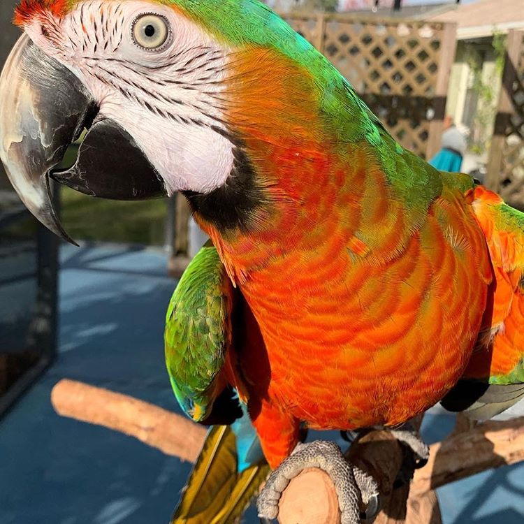 Hahn’s Macaw for Sale