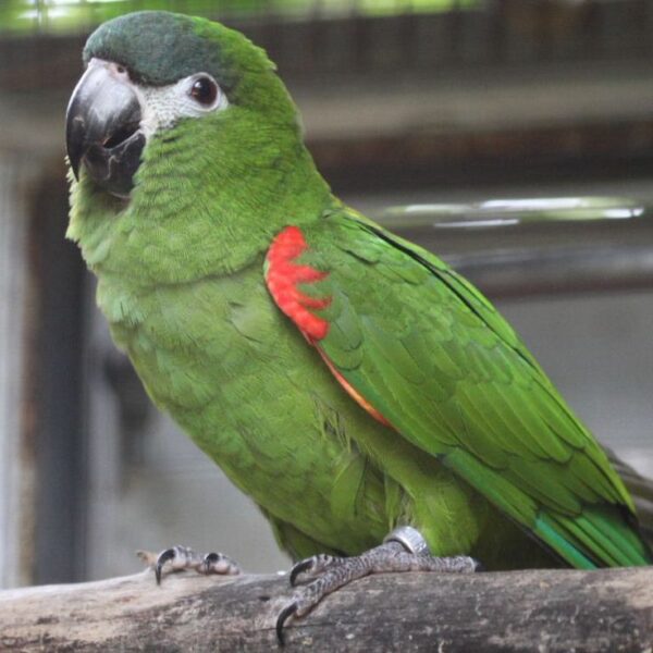 Hahn’s Macaw for Sale