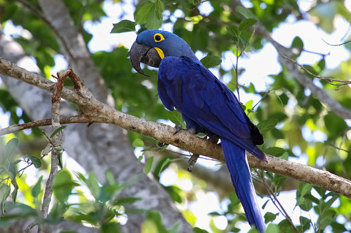 Hyacinth Macaw for Sale