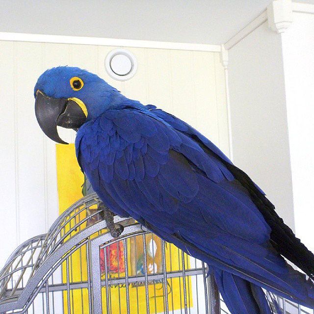 Hyacinth Macaw for Sale