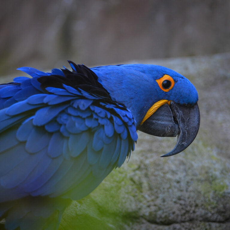 Hyacinth Macaw for Sale
