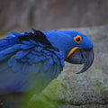 Hyacinth Macaw for Sale