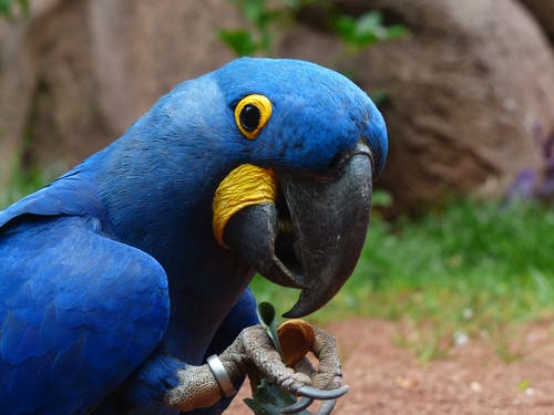 Hyacinth Macaw for Sale