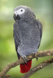 African Grey Congo parrots for sale